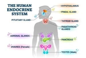 हार्मोन क्या होते हैं?